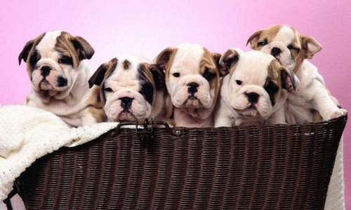 宠物展趋向发展全球化！