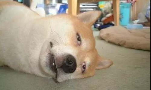 狗狗总是乱叫,一招见效