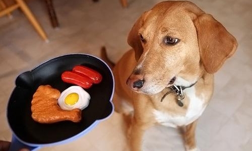 科普篇:狗狗挑食竟暗藏玄机