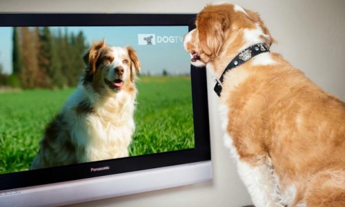 宠物TV进入中国,可能成为新掘金市场