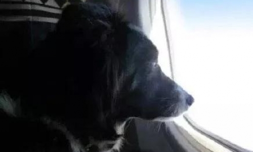 国内整个宠物行业都欠海航一个大大的赞！