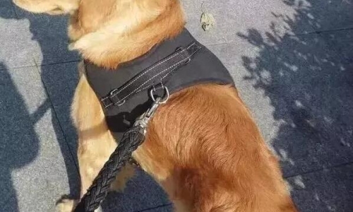 全国人大代表朱列玉：拘留不够，建议将虐待动物罪写入刑法！