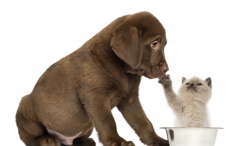 宠研社“急先锋”| 宠物零食创新研讨会4月1日京宠展报名开启!