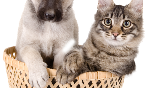 宠物旅游季:享受与宠物在一起的旅程!