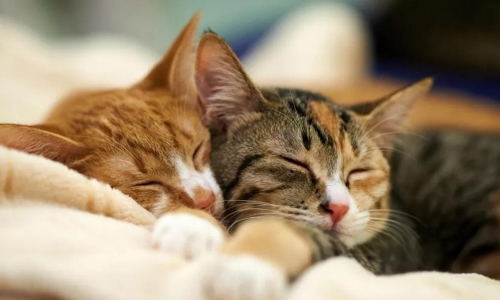 宠物护理服务进入美国经济增长最快行业