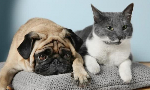 养宠就是一种低调的炫富方式?