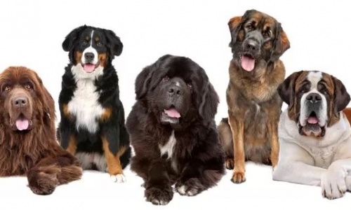 让爱传递|与王烁老师一起走进红石榴流浪动物基地!