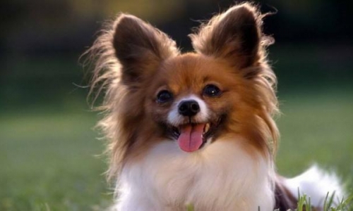 对待宠物如果不能坚持爱，那么从一开始，就是一场伤害！