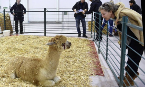 国内外宠物展势不可挡磅礴气势