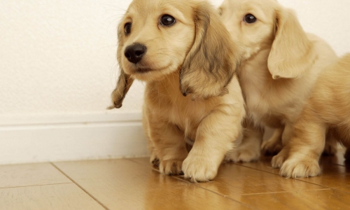 中国宠物市场兴起，到2022年市场规模或高达463亿元人民币