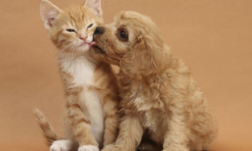 2018年中国宠物产业规模将达2000亿多家上市公司抢滩布局