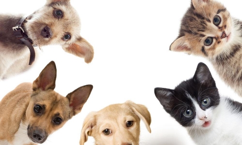 国内宠物消费激增 养宠人群以年轻女性为主!