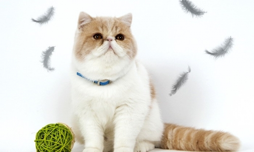 “五一”后携带宠物入境检疫监管有新规