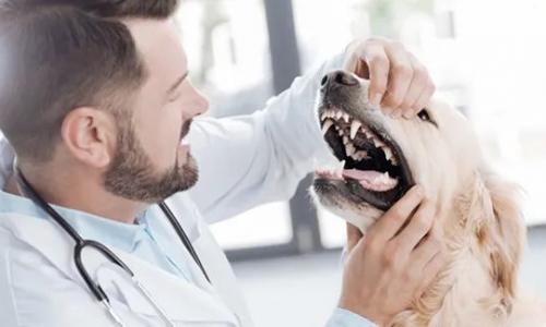 雄鹰京宠展2022大牌抢先看丨佩蒂-用爱心连接宠物与主人的世界，用科学关爱陪伴宠物的一生